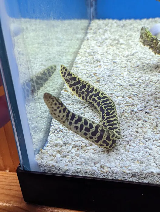 St. Pete Saltwater Aquarium Store Picture 6