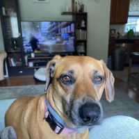 New England Animal Medical Center Primary Care ico