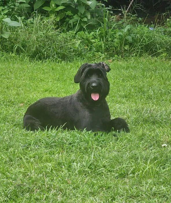 New England Animal Medical Center Primary Care Picture 4