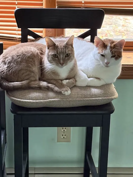 New England Animal Medical Center Primary Care Picture 7