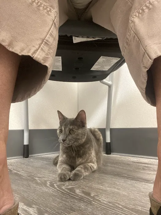 New England Animal Medical Center Primary Care Picture 10