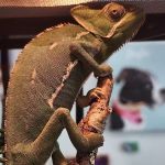 ZOO HOUSE, LLC