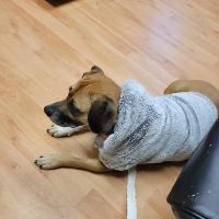 Berkshire Animal Care ico