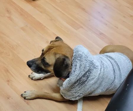 Berkshire Animal Care