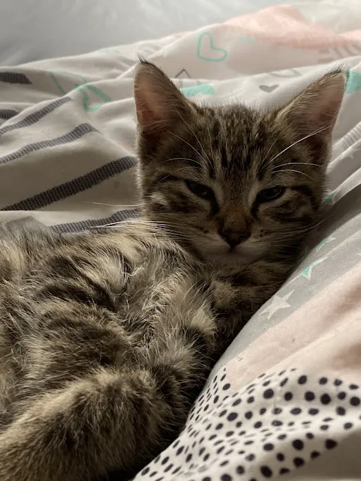 Berkshire Animal Care Picture 3