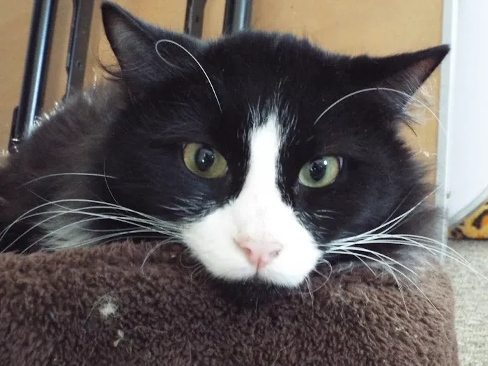 Berkshire Animal Care Picture 5