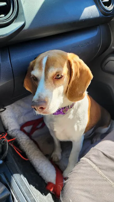 Berkshire Animal Care Picture 6