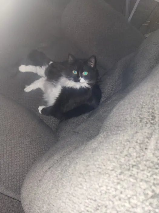 Berkshire Animal Care Picture 7