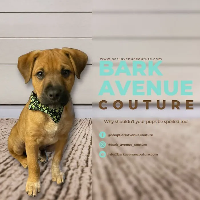 Bark Avenue Couture Picture 1