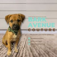 Bark Avenue Couture ico