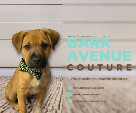 Bark Avenue Couture