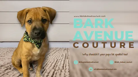Bark Avenue Couture Picture 4