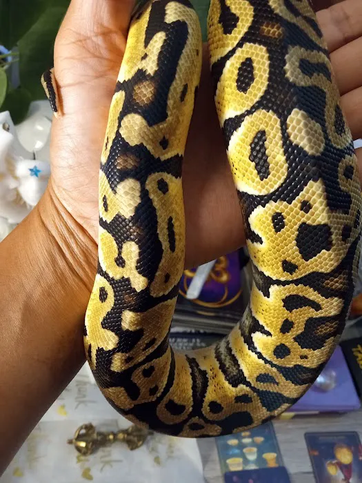 Pasco County Reptiles & Exotics Picture 5