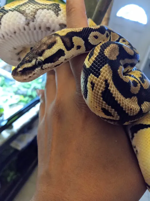 Pasco County Reptiles & Exotics Picture 4