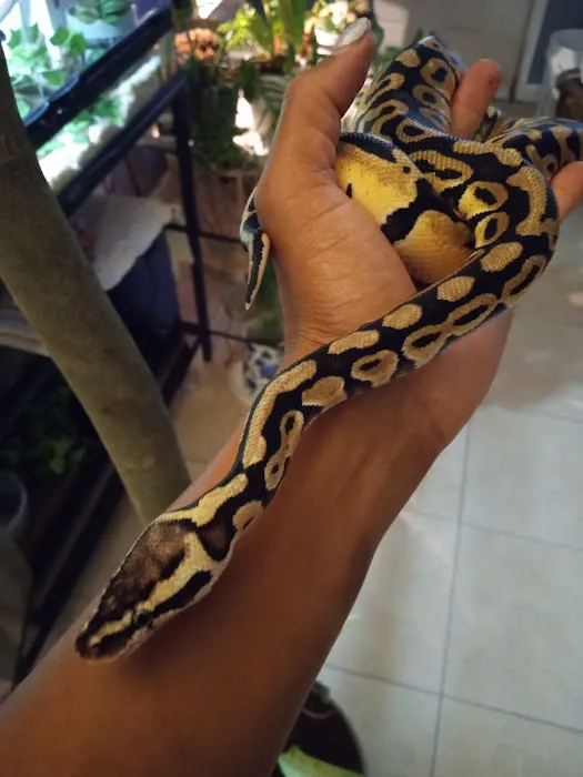 Pasco County Reptiles & Exotics Picture 7