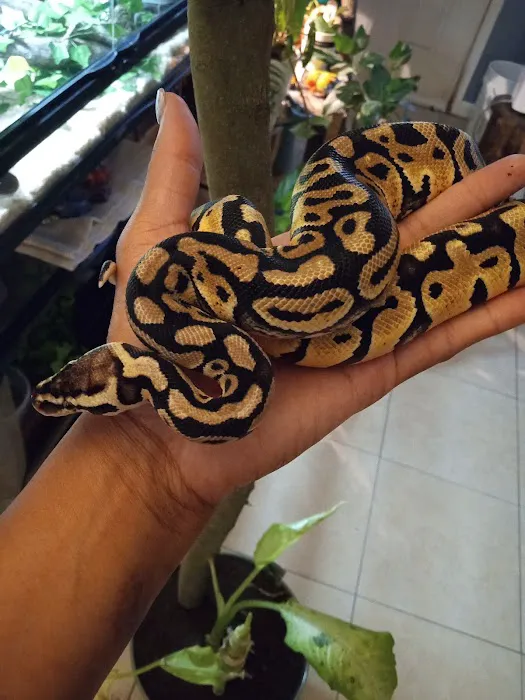 Pasco County Reptiles & Exotics Picture 10