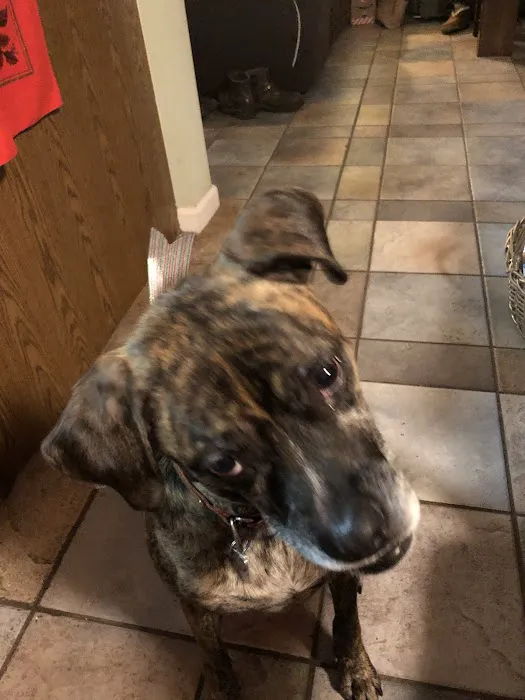 Bee Tree Veterinary Clinic LLC Picture 2