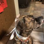 Bee Tree Veterinary Clinic LLC