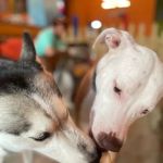 Pup Popz