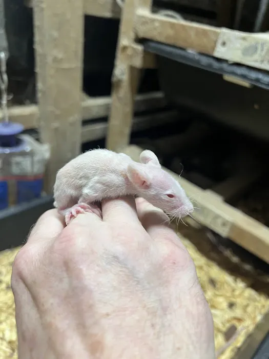 Rodents Direct Picture 1