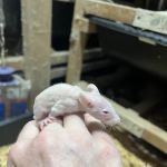 Rodents Direct