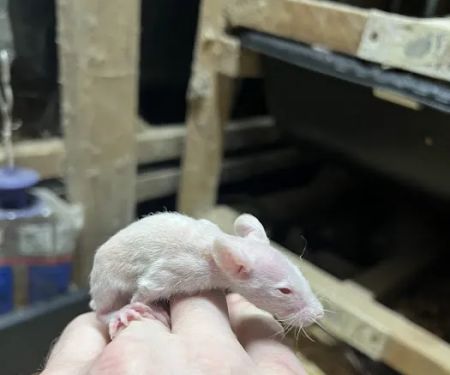 Rodents Direct