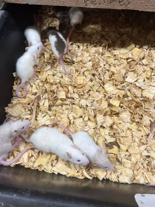 Rodents Direct Picture 3