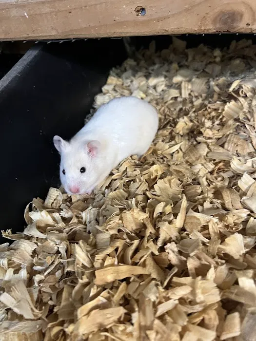 Rodents Direct Picture 5