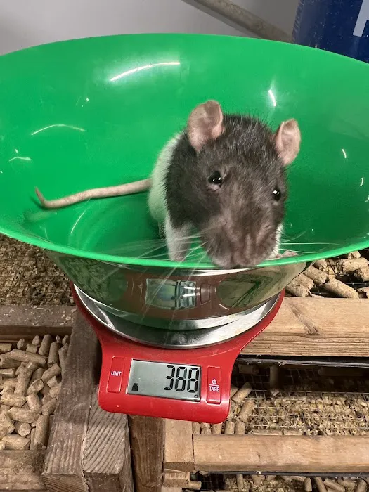 Rodents Direct Picture 4