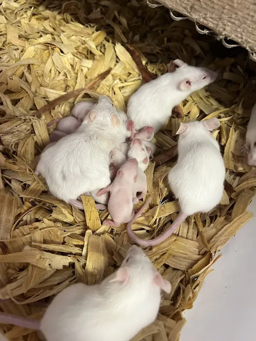 Rodents Direct Picture 8