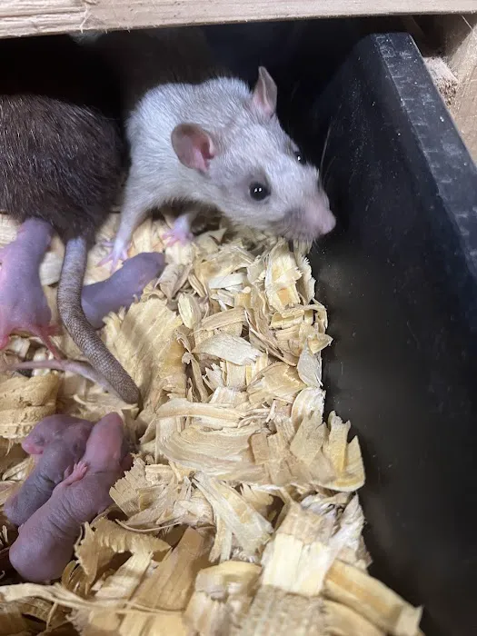 Rodents Direct Picture 6