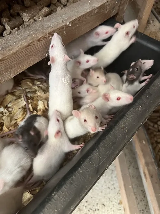 Rodents Direct Picture 7