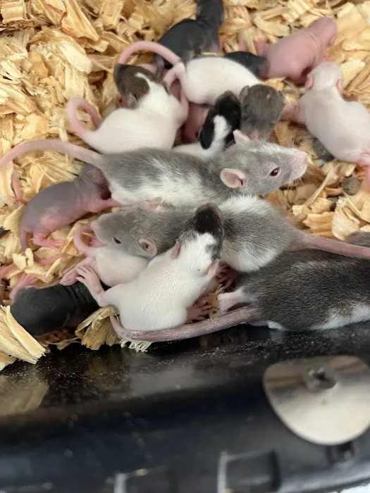 Rodents Direct Picture 10