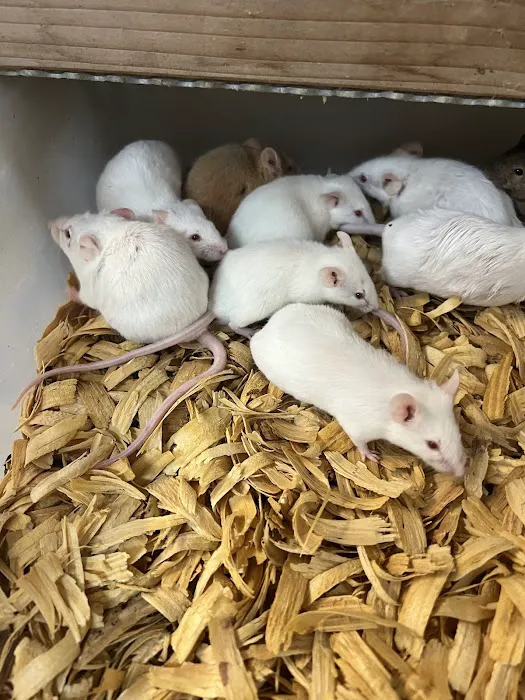 Rodents Direct Picture 9