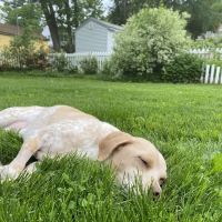 Townsend Veterinary Hospital ico