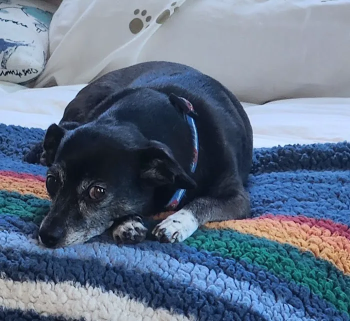 Townsend Veterinary Hospital Picture 2