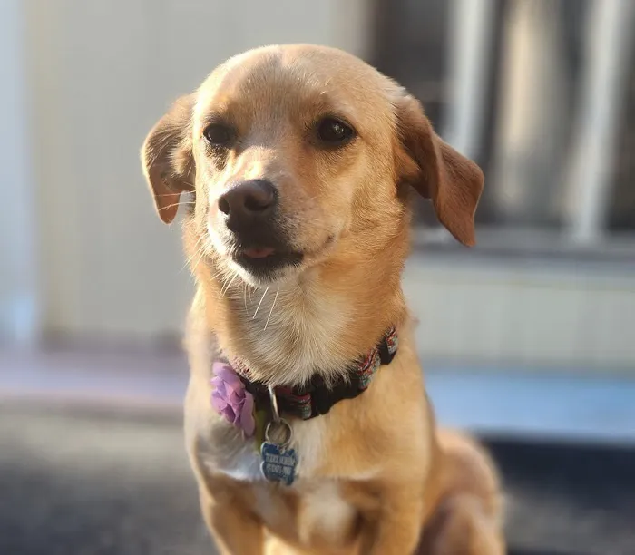 Townsend Veterinary Hospital Picture 5