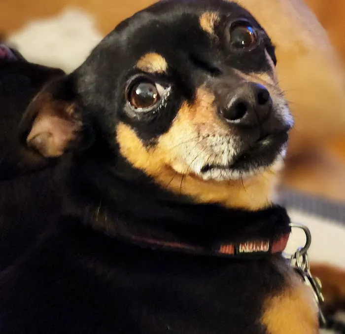 Townsend Veterinary Hospital Picture 6