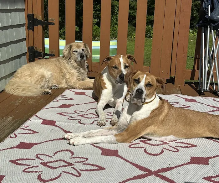 Townsend Veterinary Hospital Picture 4