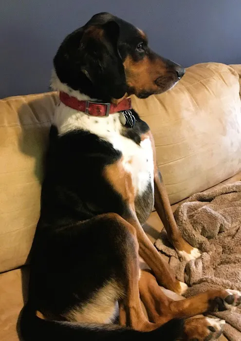 Townsend Veterinary Hospital Picture 9