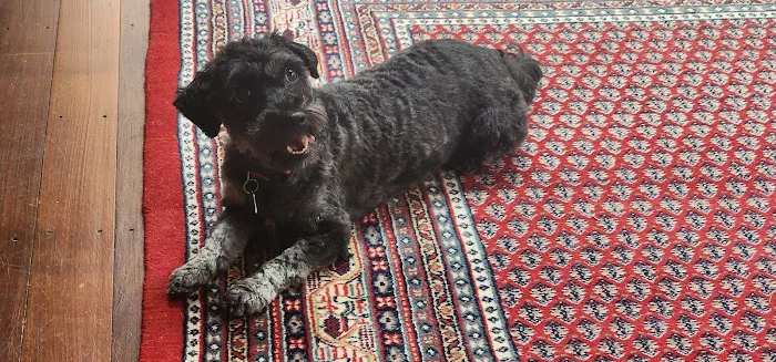 Townsend Veterinary Hospital Picture 10