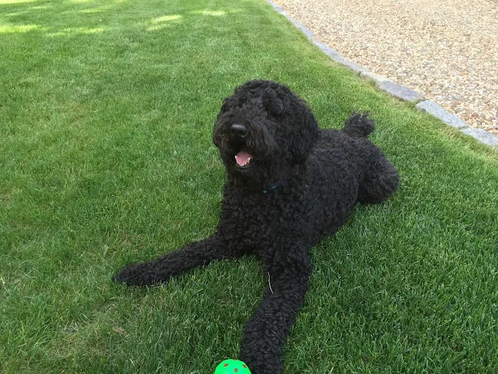 Townsend Veterinary Hospital Picture 7