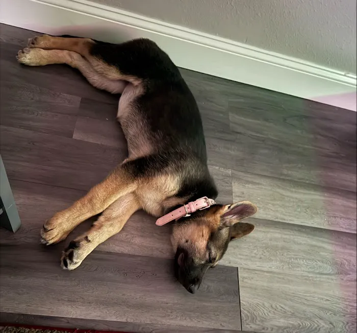 Puppy place Picture 1