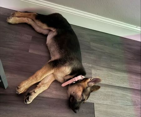 Puppy place