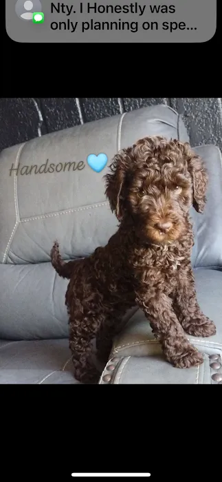 Puppy place Picture 3