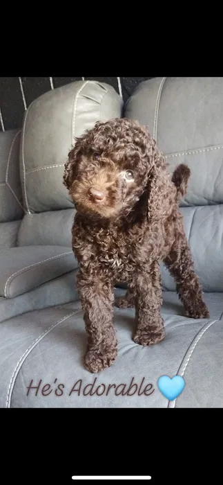 Puppy place Picture 2