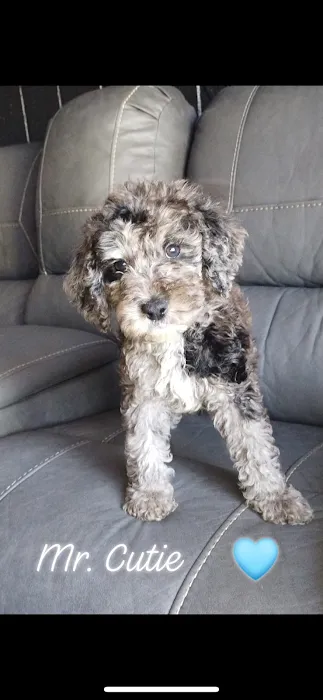 Puppy place Picture 5