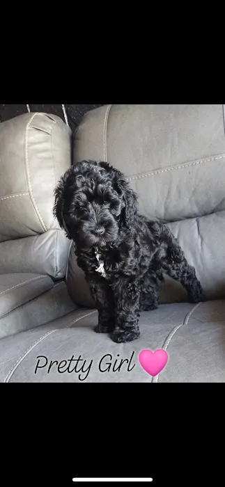 Puppy place Picture 6