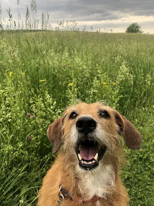 Best Friends Veterinary Hospital Picture 5