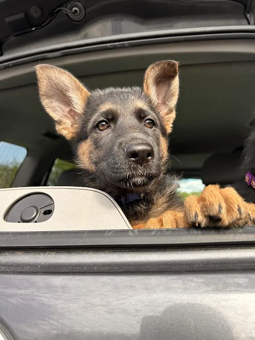 Best Friends Veterinary Hospital Picture 3